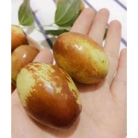 ราคา พุทราจีนพันธุ์กุ้ยเฟยพันธุ์นี้หวานกรอบลูกใหญ่ปลูกได้ดีในไทยมีลูกได้ทุกพื้นที่ต้นจากจีนอนุบาลในไทยพร้อมส่งทั้งกระถาง (24274373878)