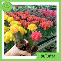 ราคา แคคตัส ยิมโนหัวสี แคนตัสไม้กราฟ ยิมโนหัวสี (Moon Cactus) ส่งพร้อมกระถาง 2 นิ้ว (10307387439)