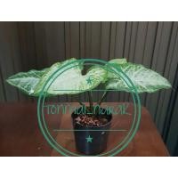 ราคา ต้นเงินไหลมาด่างขาว ว่านเงินไหลมา ออมเงิน ไม้ด่าง ต้นไม้มงคล กระถาง3นิ้ว เชื่อกันว่าช่วยเสริมสิริมงคล เงินไหลมาเข้าบ้าน (11946619830)