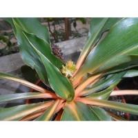 ราคา ต้น เศรษฐีก้านทอง ว่านเศรษฐีก้านทอง ไม้มงคลเสริมโชคลาภ เรียกเงินเรียกทอง ในกระถาง4-5นิ้ว 199 บาท (8888299233)