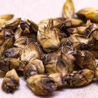 ราคา เมล็ดพันธุ์ไผ่ หกหวานหลินซาง 20 เมล็ดต่อซอง Bamboo seeds, Dendrocalamus Brandisii (7842823489)