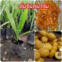 ราคา ต้นอินท​ผาลัม​ (ขนาด​ 25 ซม.)​ (11103071997)