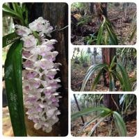 ราคา กล้วยไม้ไทย กล้วยไม้ป่า (4139841)