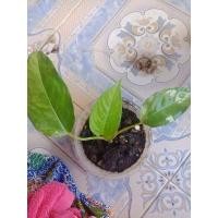 ราคา กวักพระพรหมป่าพังงา#โปรเดือนตุลาจาก550เหลือ490#กวักพระพรมป่าด่างฮาร์ฟ#ไม้ด่าง#ไม้มงคล#ไม้ป่าหายาก#ไม้สวยในหุบเขา (10163240103)