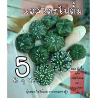 ราคา พร้อมส่ง แคคตัส กระบองเพชร แอสโตรไฟตั้ม นูดั้ม แอสทีเรียส เว้า เต่า 5 พู เชื้อลุ้นตอนโตเลยค่า Astrophytum (15126267635)