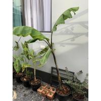 ราคา กล้วยดำอินโด แท้ ก้านดำ (10224610021)