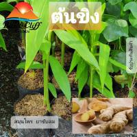 ราคา ต้นขิง ขิง สมุนไพร กิ่งพันธุ์ ต้นไม้ ไม้ผล ต้นพันธ์ เมล็ดพันธ์ พันธุ์ไม้ ไม้มงคล ไม้ฟอกอากาศ เมล็ดพันธุ์ สวนเขาหมาก บ... (3437345169)