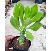 ราคา ต้นกระบองเพชร แคคตัส ยิมโน พญานาคราช (4721438630)