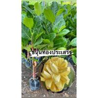 ราคา ต้นขนุนทองประเสริฐ แบบกิ่งทาบ (25020983555)