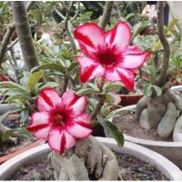 ราคา 4 เมล็ด ชวนชม สายพันธุ์ Alberth สีแดง กุหลาบทะเลทราย Desert Rose Adenium Seeds (23871446621)