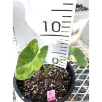 ราคา บอนนาญี่ปุ่น Yellow Splash (15317239538)