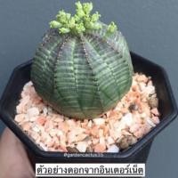 ราคา แคคตัส (Cactus) ยูโฟเบีย โอเบซ่า (Euphorbia obesa) ติดตุ่มดอก NOW (8629568853)