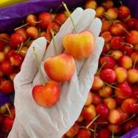 ราคา เชอรี่ทอง Rainier Cherries USA (ตรา Gee WHIZ) 2 กิโลกรัม x 2 กล่อง (ลังละ 2 กล่อง). (เบอร์ 9.5) (27105376486)