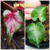 ราคา บอนสีราชินีใบไม้ ชื่อว่าปลาบู่ทอง (12739398773)