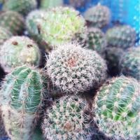 ราคา อิชินอปพิงค์แองเจิลเด็ดสด (11956350941)