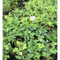 ราคา ถั่วพลู1ต้น ราคาถูกที่สุด ผักสวนครัว พร้อมถุงดำ ประโยชน์เยอะ ❣️❣️❣️❣️ (25055040540)