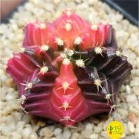 ราคา ยิมโนด่าง เข้มๆม่วงแดงชมพู ไม้เมล็ด3cm !!ส่งฟรี!! แคคตัส กระบองเพชร (โปรดอ่านรายละเอียด) (9365927729)