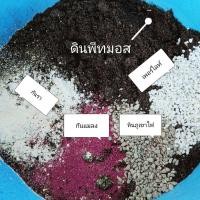 ราคา ดินเพาะปลูก ไลทอป แคคตัส ไม้อวบน้ำ Succulent (5366651356)