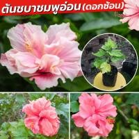 ราคา ต้นชบา ต้นชบาซ้อน ดอกชมพูเข้ม ก้านแดง กิ่งชบา ต้นชบา ดอกชบาซ้อน (22426192559)