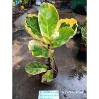 ราคา ไทรใบสักด่าง ทักมาเลือกต้นได้นะคะ (18484208204)