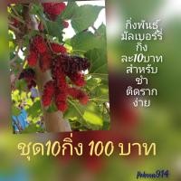 ราคา กิ่งมัลเบอรี่กิ่งละ10บาทชุดละ10กิ่ง100บาท (22539511124)