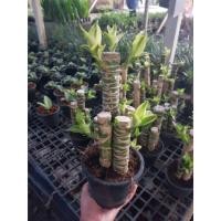 ราคา ต้นวาสนา ต้นไม้มงคล เสริมโชคลาภ (4438637620)