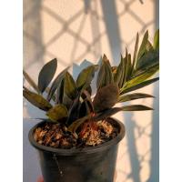 ราคา กวักมรกตดำหลายต้นในกระถาง กวักมรกตดำหลายต้นในกระถาง มีหัวโขดทุกต้น ไม้มงคลพันธ์หายาก (20879420955)