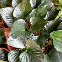 ราคา เสน่ห์จันทร์ดำโบราณ (ชิ้นตา) (15850618400)