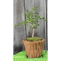 ราคา ต้นแก้วแคระเข้าลวดดัดจัดทรงบอนไซ (27513838286)