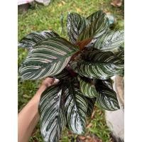 ราคา คล้าขุนแผนเรียกทรัพย์ฟอร์มกอสวยๆ (3685858000)