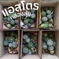 ราคา (พร้อมส่ง) กล่องสุ่ม แอสโตร แอสโตรแอสทีเรียส นูดัม แอสโตรซุปเปอร์ (21457768532)