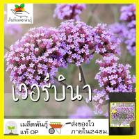 ราคา เมล็ดพันธุ์ เวอร์บิน่า 300 เมล็ด Verbena Tenuisecta seeds เมล็ดพันธุ์แท้ 100% นำเข้าจากต่างประเทศ ถูกดี โตไว ขายดี (13710123538)