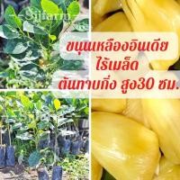 ราคา ขนุนเหลืองอินเดียขนุนชนิดนี้ มีถิ่นกำเนิดจากประเทศอินเดีย ถูกนำเข้ามาปลูกและขยายพันธุ์ในประเทศไทยหลายปีแล้ว ต้นทาบกิ่ง (13975083205)