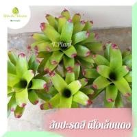 ราคา Bromeliad สับปะรดสี​ เขียวปลายชมพู / สับปะรดสี นีโอเล็บแดง กระถาง​ 4-11 นิ้ว​ *จัดส่งแบบห่อตุ้ม* (10953195118)
