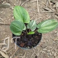 ราคา ว่านรวยล้นฟ้าด่าง ไม้มงคล ส่งทั้งกระถาง 4" (11335963030)