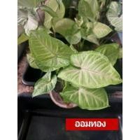 ราคา ต้นออมเงินออมทอง Syngonium podophyllum ต้นไม้มงคลเรียกทรัพย์ ต้นไม้มงคล มหานิยม( พร้อมกระถางติดราก ) (3154913586)