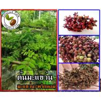 ราคา ต้นมะแขว่น มะแขว่น หรือ พริกหอม มะแขว่น เครื่องเทศของชาวล้านนา สูง 15-20 ซม (8148772876)