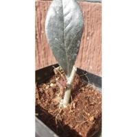 ราคา กวักมรกตใบดำในกอด่าง หน่อใหม่สวยงาม (18952634396)