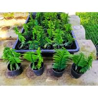 ราคา ต้นบันไดเศรษฐี หรือว่านตีนตะขาบ สมุนไพร ไม้มงคล (2918064620)