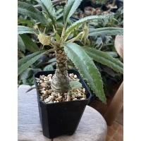 ราคา แคตัวมะพร้าวทะเลทรายใบยาว (11432635605)