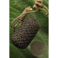 ราคา ตะกรุดไม้ครู ถักลวดทองแดง ขนาดยาว ๔ ซม. เก่าสุดๆ สภาพสมบูรณ์ ราคาแบ่งปันครับ (26069135577)