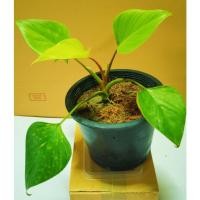 ราคา ต้นพัดโบกสีทอง(พัดโบกทอง) (12029588810)