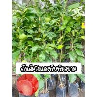 ราคา ต้นส้มโอแดงทับทิมสยาม สูง80-100ซม. (22145833912)