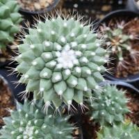 ราคา แมมมิลาเรีย อิรุซามุ (7700380880)