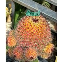 ราคา แมมแก้มแหม่ม สีแดงนีออน Mammillaria bineckeii cactus กระบองเพชร แคคตัส กระถาง3นิ้ว (28653900376)