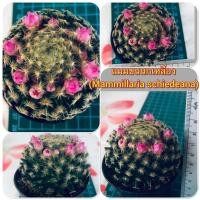 ราคา แคคตัส แมมขนนกเหลือง (Mammillaria schiedeana) (13860338945)