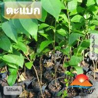 ราคา ตะแบก ไม้ยืนต้น ปลูกผักทานเอง ต้นไม้ ไม้ผล ต้นพันธ์ พันธุ์ไม้ ไม้มงคล ไม้ฟอกอากาศ ไม้ประดับ ป่าให้ประโยชน์ (4292494192)