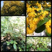 ราคา ต้นรวงผึ้ง ต้นกล้าสูง 30-50ซม. ส่งฟรี (14019194821)