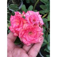 ราคา 4 เมล็ด ชวนชม สายพันธุ์ Bright Pink สีชมพู กุหลาบทะเลทราย Desert Rose Adenium Seeds (22571451189)