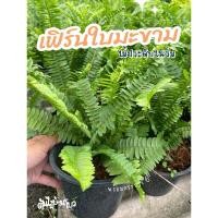 ราคา เฟิร์นใบมะขาม กระถาง 6" ไม้ประดับในร่มใบสวยๆ (25415773407)